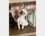 Cucciolo Devon Rex