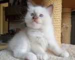 Meravigliosi Gattini Ragdoll