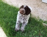 Cuccioli Lagotto Romagnolo