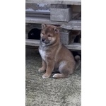 Cuccioli di shiba inu