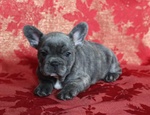 Cuccioli di Bouledogue Francese