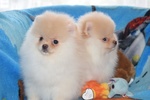 Cuccioli di Spitz Nano