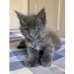 Cuccioli Maine coon Disponibili