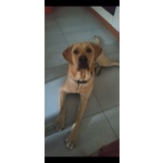 Accoppiamento Labrador Retriever Miele Maschio - Foto n. 4