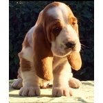 Bassethound - Foto n. 2