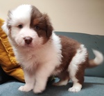 Cuccioli Australia Shepherd (pastore Australiano) red Tricolor e red Merle - Foto n. 2