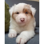 Cuccioli Australia Shepherd (pastore Australiano) red Tricolor e red Merle - Foto n. 5