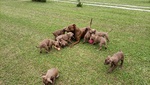 Cuccioli Pitbull red Nose