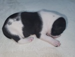 Cuccioli di Staffordshire bull Terrier - Foto n. 2