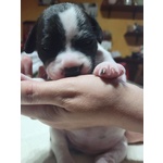 cuccioli di Staffordshire Bull Terrier