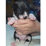 Cuccioli di Staffordshire bull Terrier - Foto n. 6