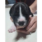 Cuccioli di Staffordshire bull Terrier - Foto n. 10