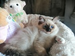 Cucciola di Ragdoll Whiteangels Odalys - Foto n. 2