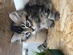 Hermes Gattino Siberiano con Pedigree Anfi - Foto n. 1