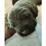 Cuccioli Labrador nero con Pedigree, Bellissimi! - Foto n. 1