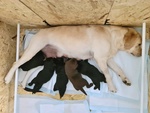 Cuccioli Labrador nero con Pedigree, Bellissimi! - Foto n. 4