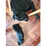 Cuccioli Labrador nero con Pedigree, Bellissimi! - Foto n. 7