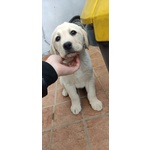 Vendita Cucciolo Labrador - Foto n. 1