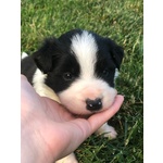 Cuccioli Border Collie Campioni Bellezza - Foto n. 1