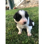 Cuccioli Border Collie Campioni Bellezza - Foto n. 2