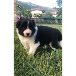 Cuccioli Border Collie Campioni Bellezza - Foto n. 3