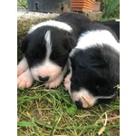 Cuccioli Border Collie Campioni Bellezza - Foto n. 5