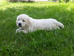 Golden Retriever Cucciola