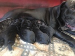 Cuccioli di cane Corso - Foto n. 2