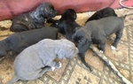 🐶 Cane Corso maschio in vendita a Marsala (TP) da privato