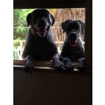 Cuccioli di cane Corso - Foto n. 5
