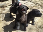 🐶 Volpino Italiano di 6 settimane (cucciolo) in adozione a Polia (VV) e in tutta Italia da privato
