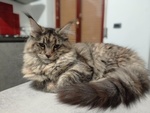 Meravigliosi Maine Coon - Foto n. 7