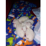 🐱 Siberiano maschio di 8 settimane (cucciolo) in vendita a Ravenna (RA) e in tutta Italia da privato