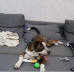 Simil Amstaff 6mesi Appena Arrivato non lo Vogliono+! Urgente Piacenza - Foto n. 1