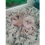 Cuccioli Gatto Siberiano neva Masquerade - Foto n. 4