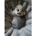 Gattino Scottish Fold - Foto n. 1