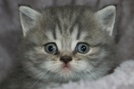 Gattino Scottish Fold - Foto n. 4