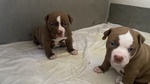 Cuccioli di Pitbull red Nose - Foto n. 1