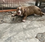 Cuccioli di Pitbull red Nose - Foto n. 4