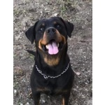 🐶 Rottweiler femmina in adozione a Milano (MI) e in tutta Italia da privato