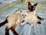 Bellissima femminuccia Siamese