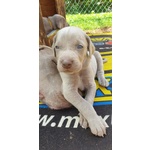 Cuccioli di Weimaraner - Foto n. 2