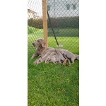 Cuccioli di Weimaraner