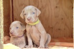 Cuccioli di Weimaraner - Foto n. 4