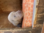 Cuccioli di Weimaraner - Foto n. 5