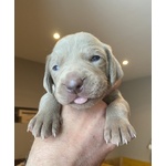 Cuccioli di Weimaraner - Foto n. 6