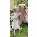 Cuccioli di Weimaraner - Foto n. 7