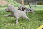 Cuccioli di Weimaraner - Foto n. 8