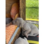 Cuccioli di Weimaraner - Foto n. 9