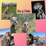 Cuccioli di Weimaraner - Foto n. 10